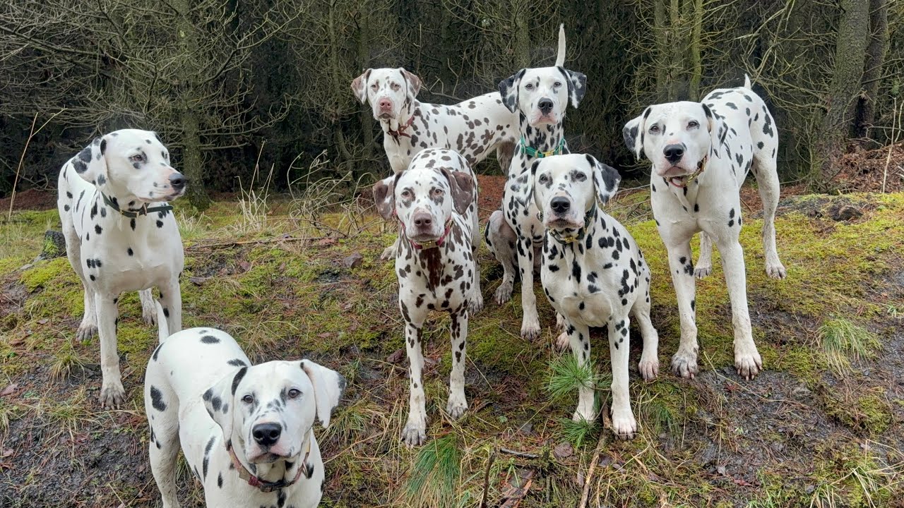Quick walk before the rain