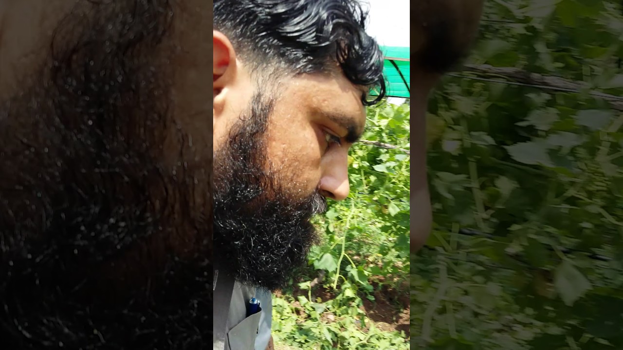 Grapes farming in Islamabad Pakistan call 03444999904