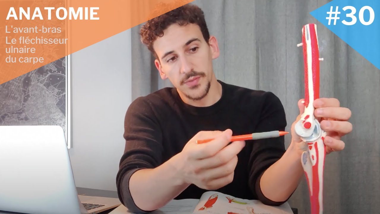 Myologie #30 : Le fléchisseur ulnaire du carpe