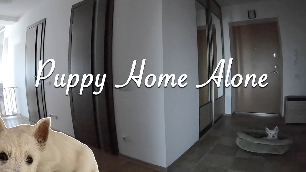 Westie Puppy Home Alone For One Hour - This Is How She Reacted
