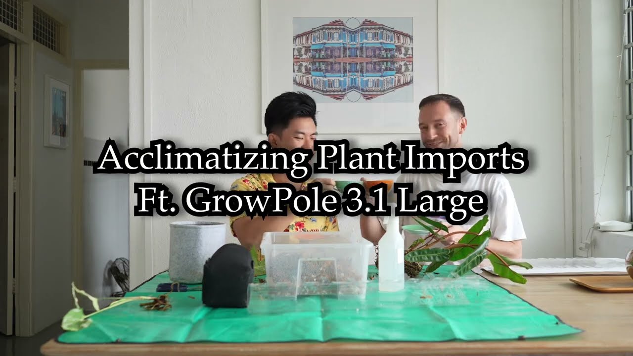 GrowPole 3.1 Large. Acclimatizing imported philodendron billietiae over tea