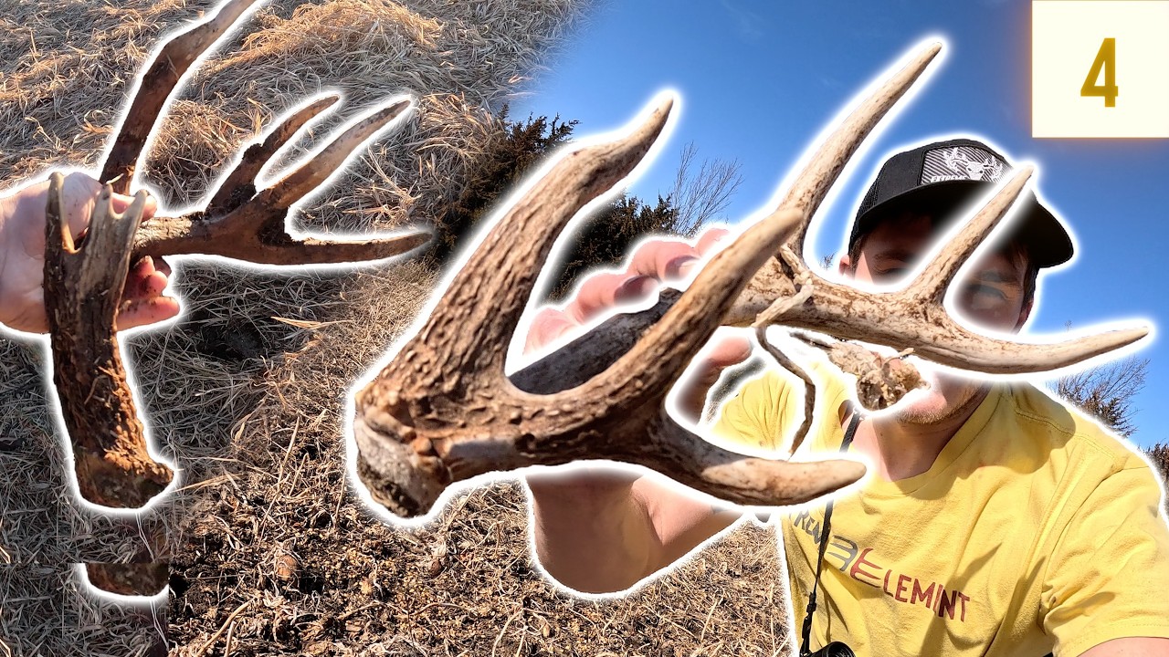 NICE 6 Point, HANGER & 24 Antlers // Shed Hunting 2025 E4