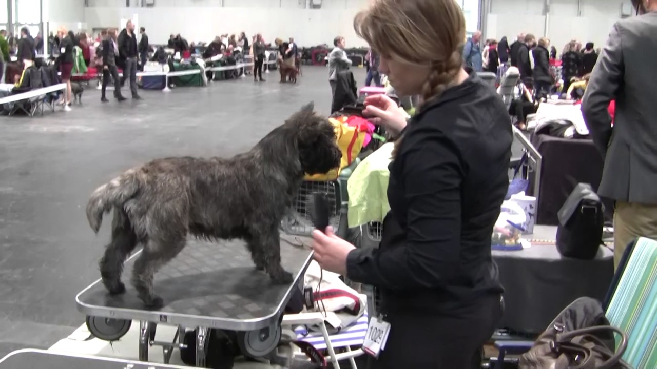 Hundeausstellung IZH 2016 | Hundekanal | Cairn Terrier