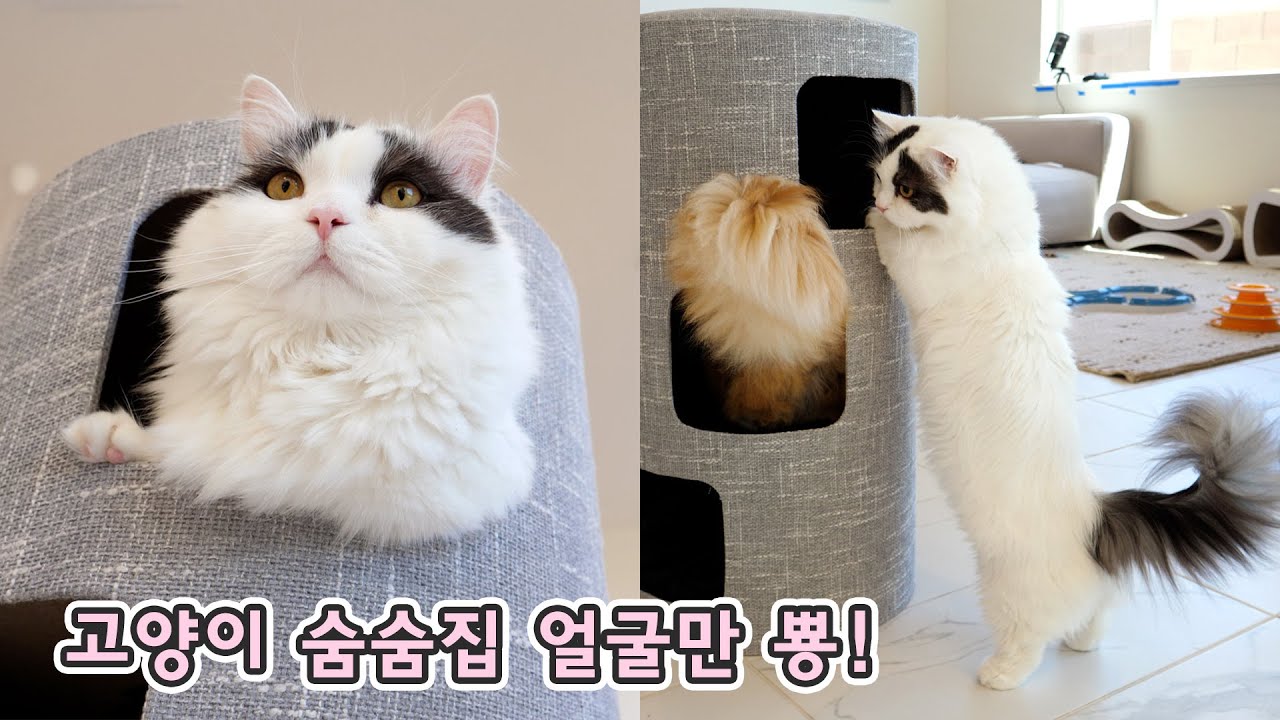 고양이 3층 숨숨집! 쵸비가 짱 좋아해요 😆