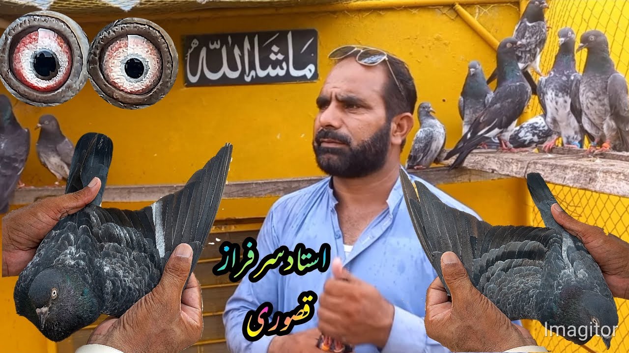 لال پری مسے جالدار کبوتروں کا شوق استاد سرفراز قصوری 03054851240