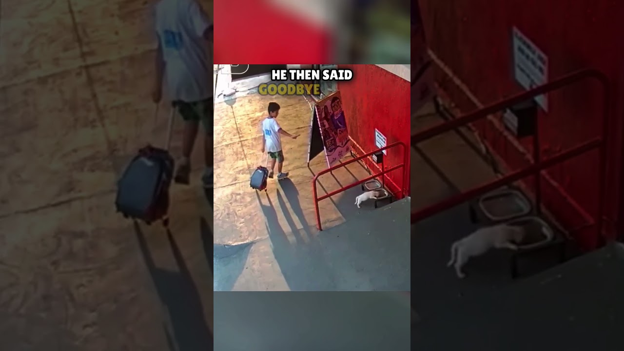 This Boy's kindness for a stray dog will melt your heart 🥹 #shorts