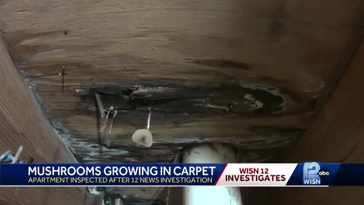 City inspects apartment with mushrooms growing in carpet after 12 News investigation