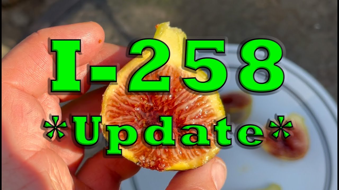 I-258 Update - Tasting a few well ripened I-258 figs