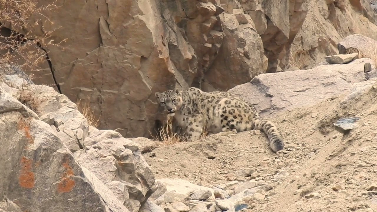 Snow leopard mother and cubs.