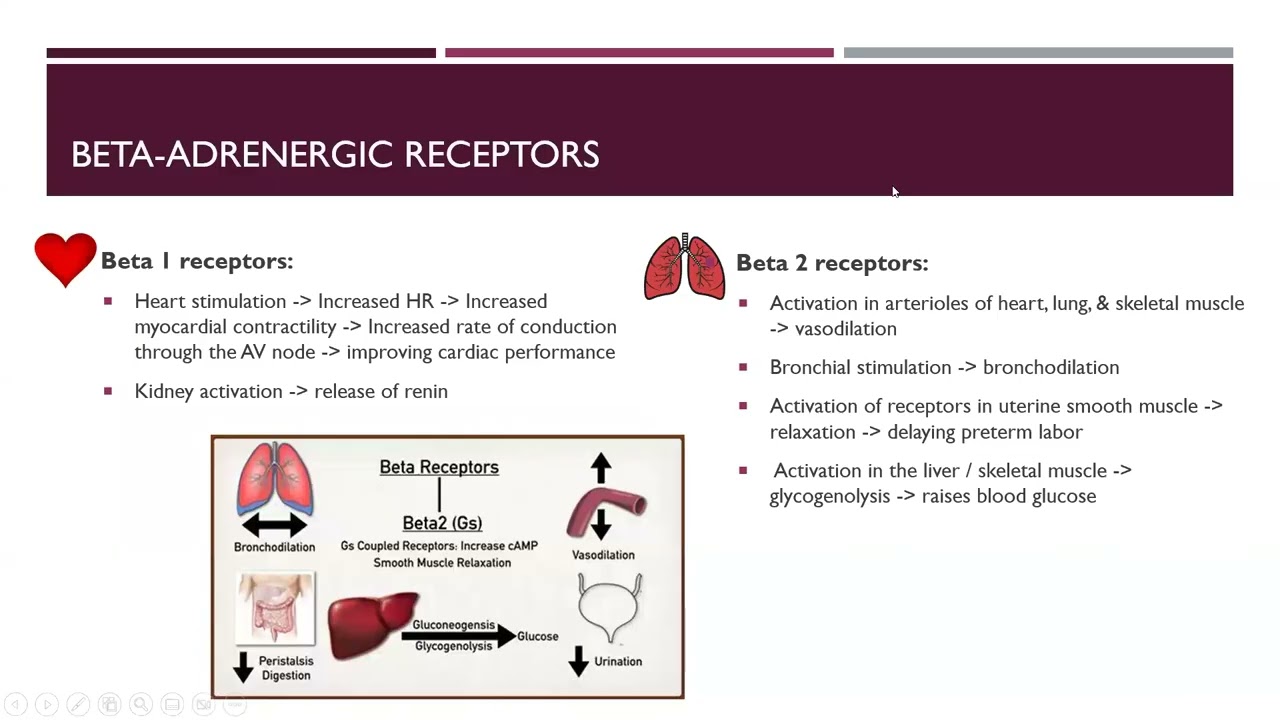 NRSG 1360: Adrenergic & Adrenergic Blocking Drugs / Cholinergic and Cholinergic Blocking Drugs