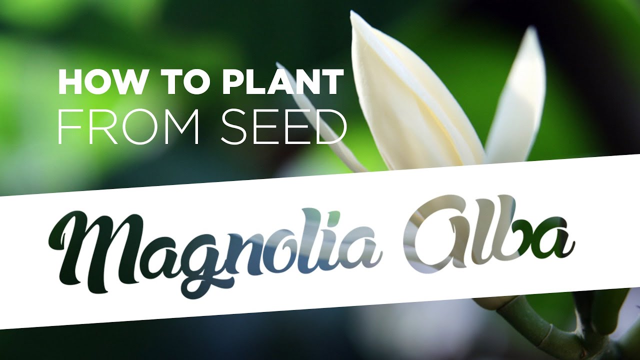 How to plant Magnolia Alba from seed (5 easy steps)