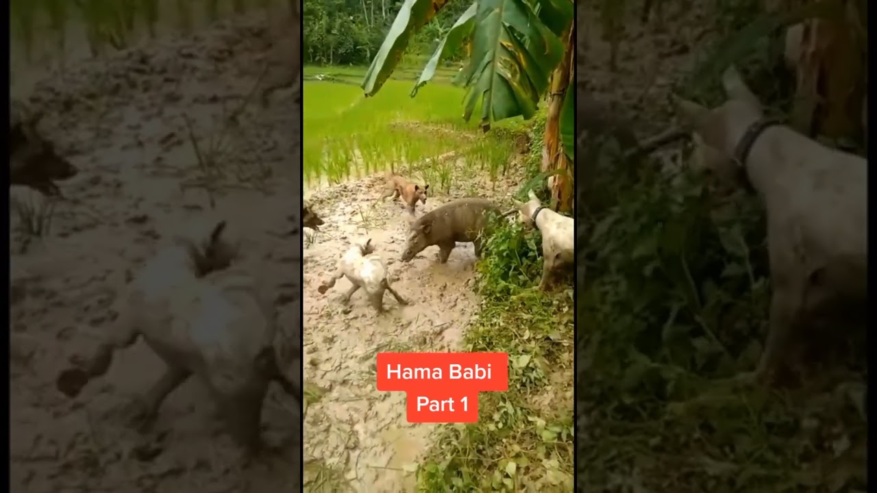 berburu babi hutan TERBESAR