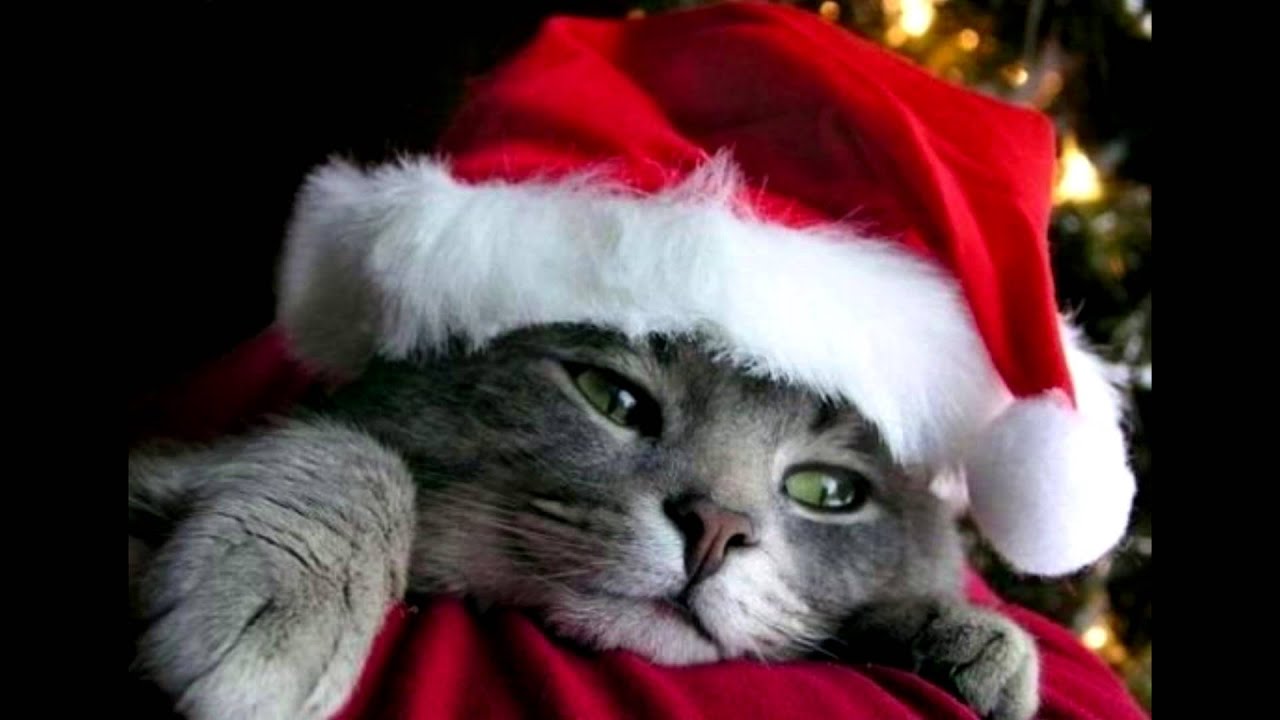 Merry Christmas Everyone Po Polsku