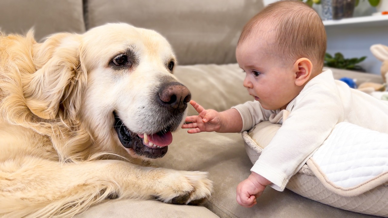 Baby Touches the Golden Retriever&rsquo;s Face &mdash; The Sweetest Reaction