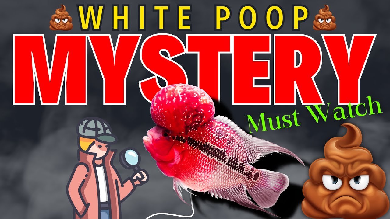 Why Flowerhorn Fish Gets White Poop? - Mystery Behind the White Poop Problem || Must Watch