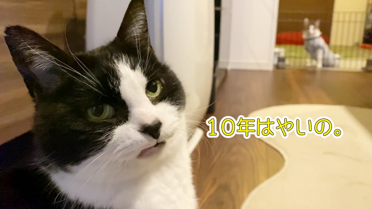 猫エースの片想い