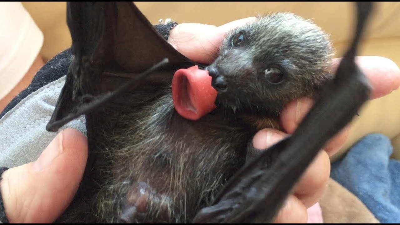 Baby flying-foxes in care:  Tilsenty, Saddler and Guy