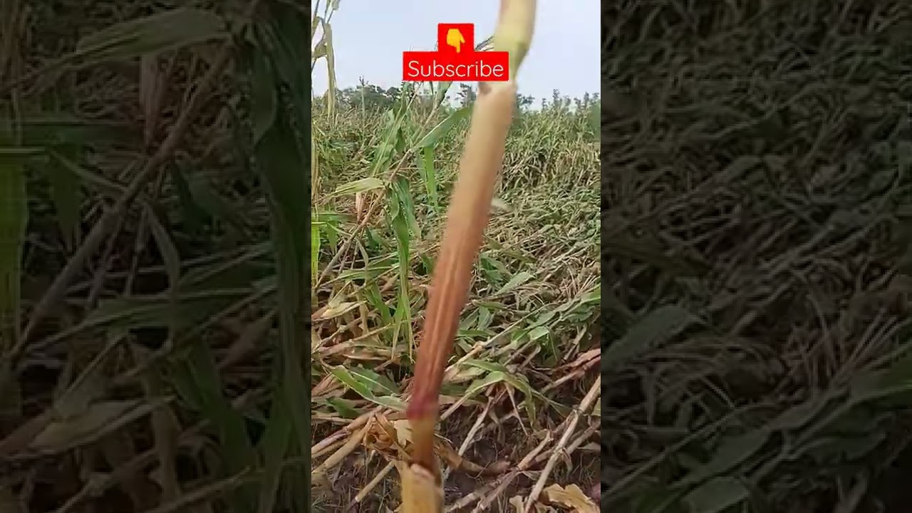 #fasalkranti