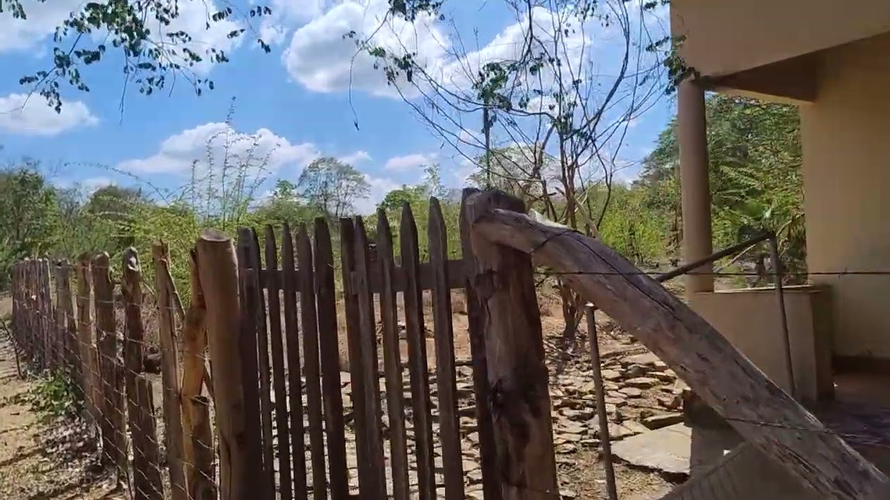 Fui deixar o almoço do vô patonho, e aproveitei para ouvir o canto dos pássaros!
