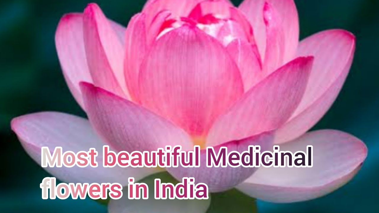 Most beautiful Medicinal flowers in India +popular Aglaonema varieties and many more.