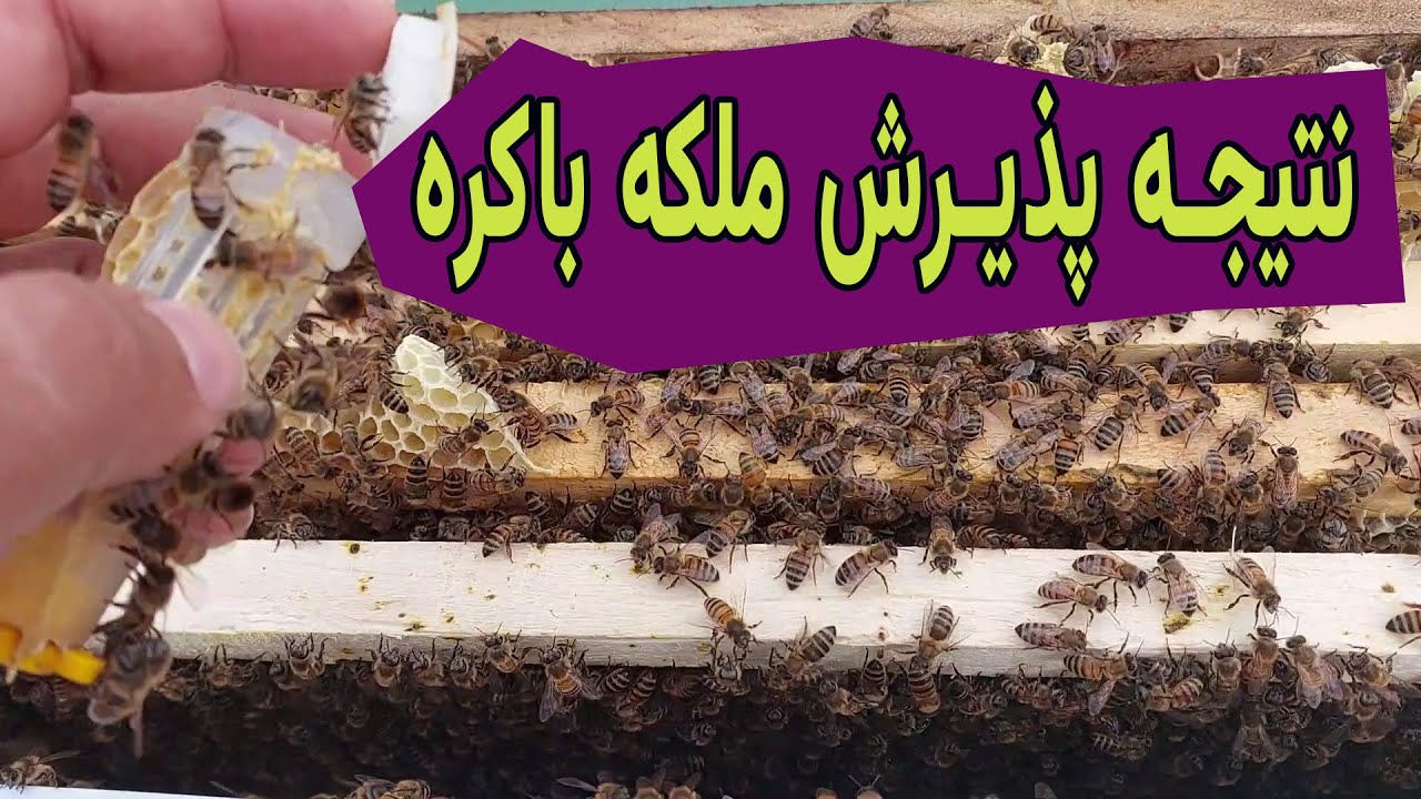 Обучение разведению пчелиных маток и результат введения девственных маток