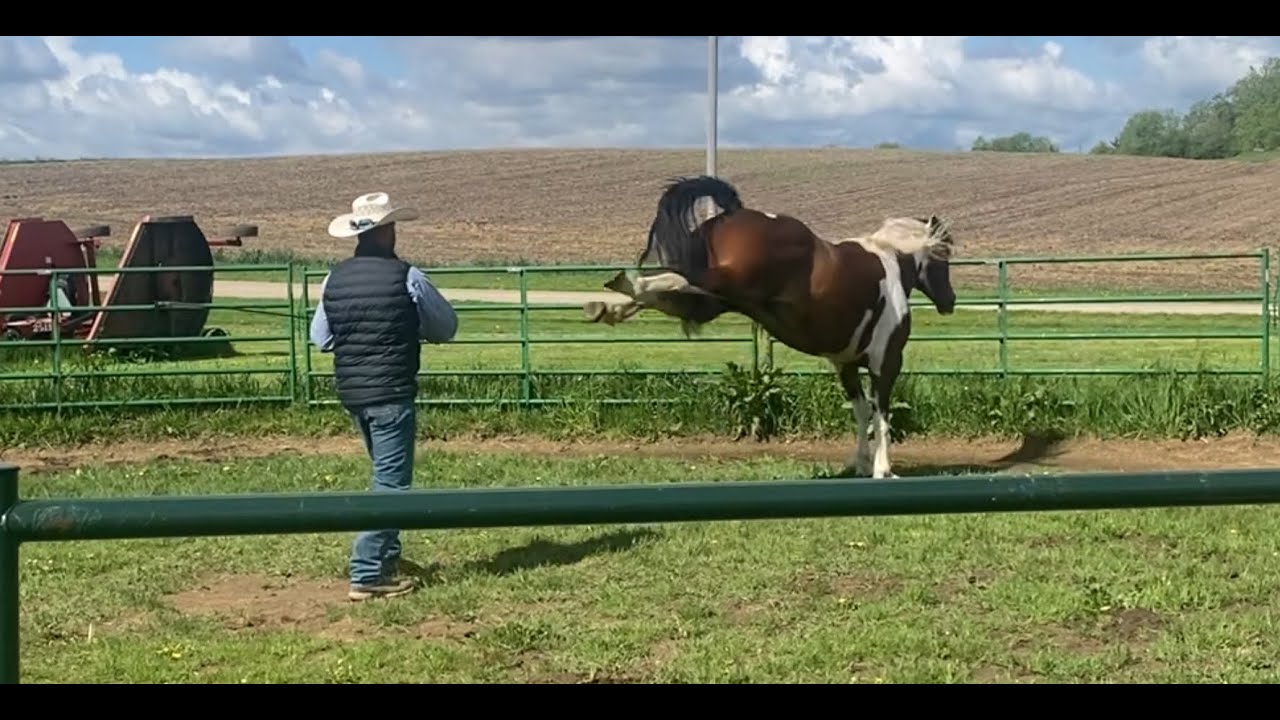 Problem Horse: Charges and Kicks at Owner 😳
