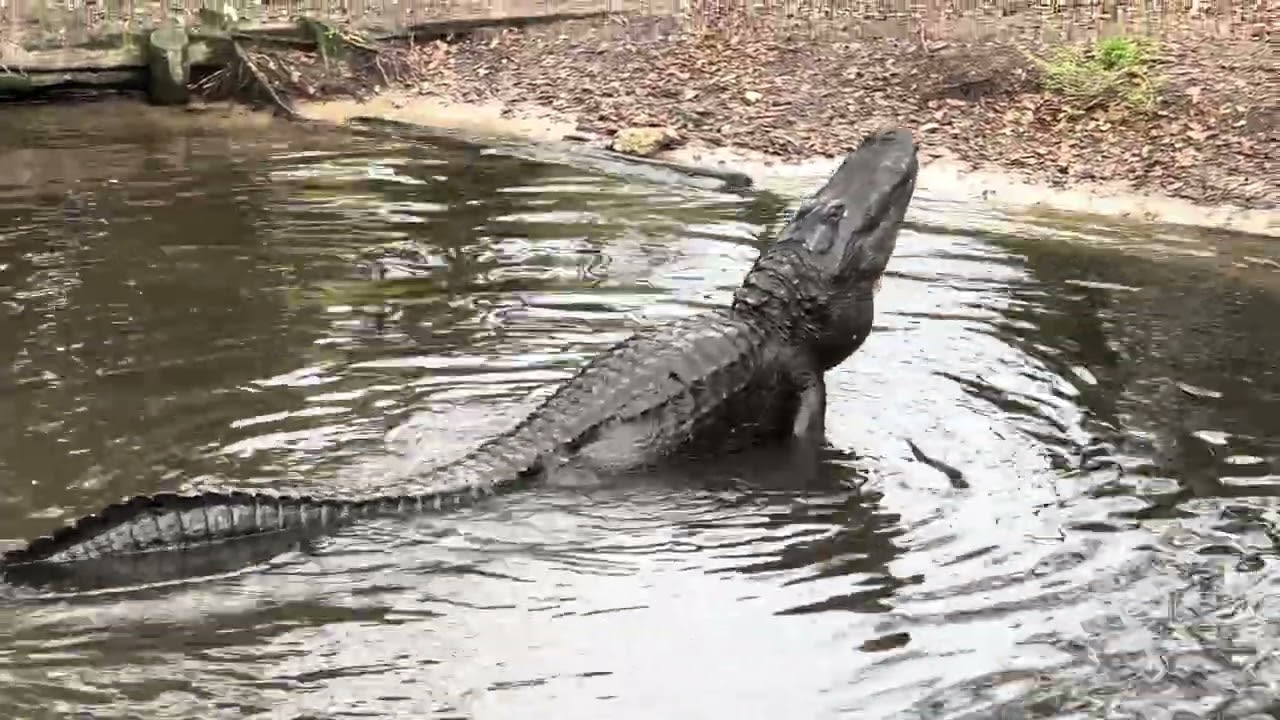 Growling Alligator
