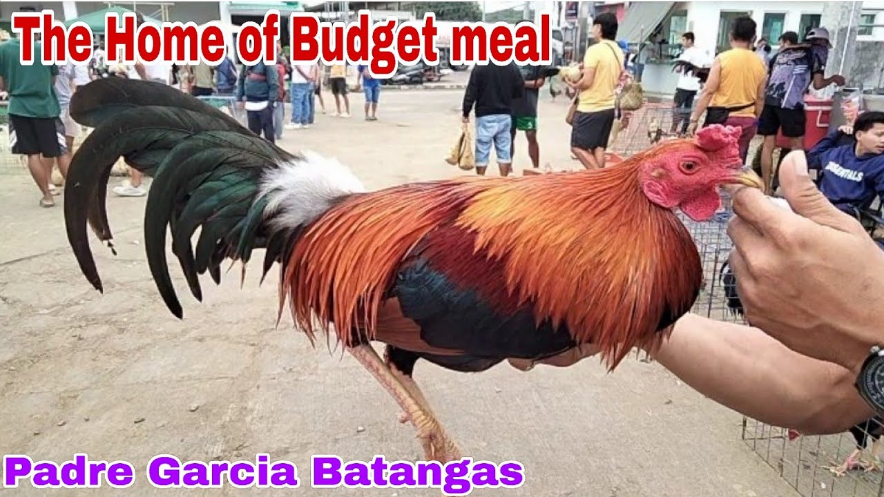January 20 2026 Bentahan Ng mga Budget na Manok Padre Garcia Batangas.