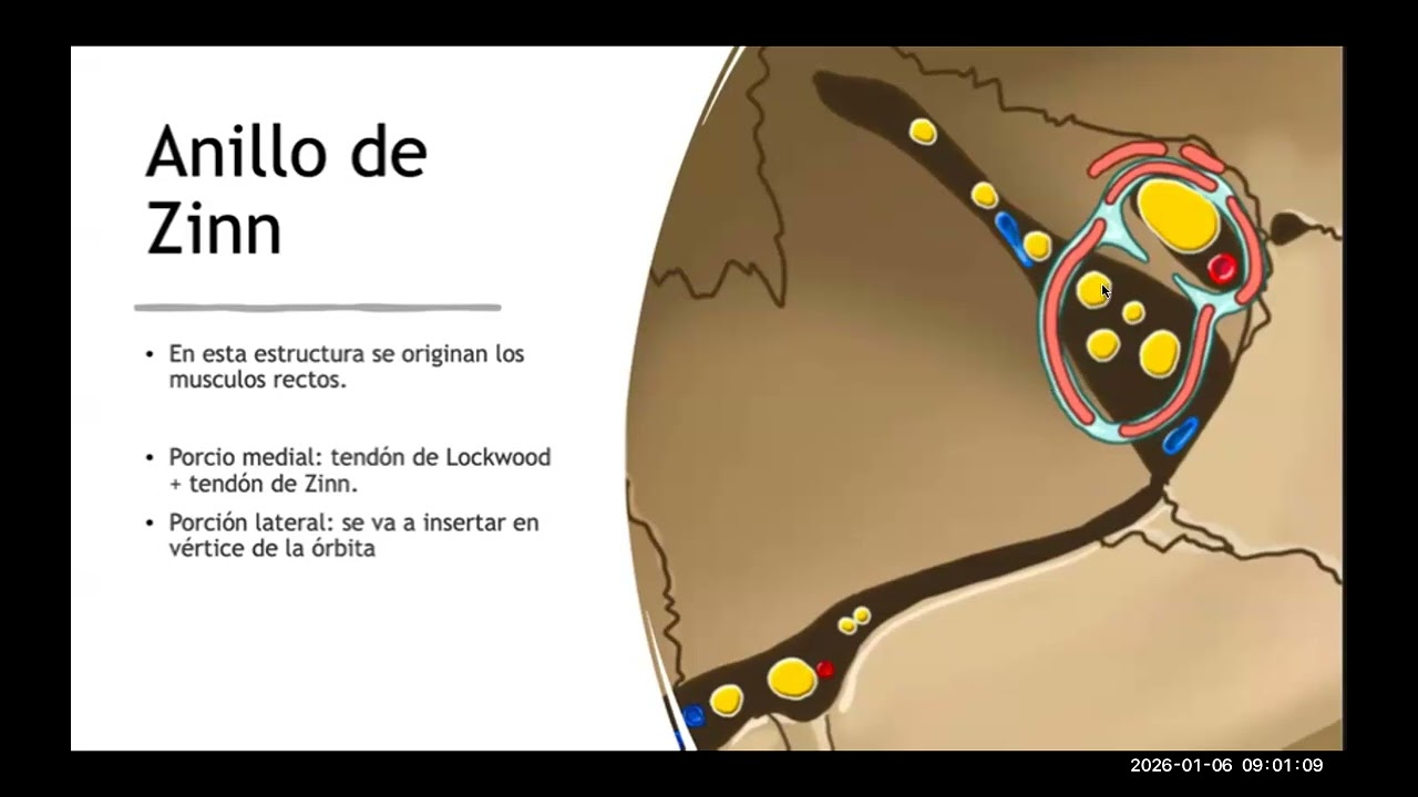 Anatomía de la Órbita, Nervios Craneales, y Músculos Extraoculares