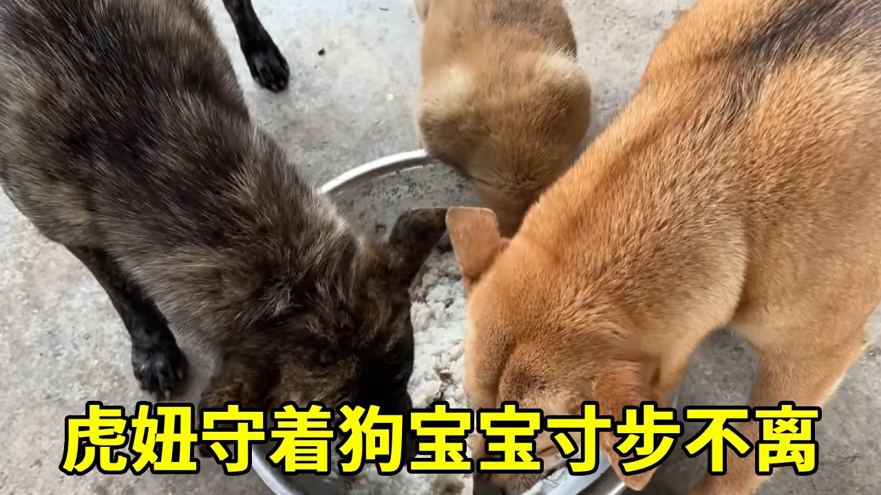 虎妞变聪明了，守着狗宝宝，寸步不离【乡野志刚】
