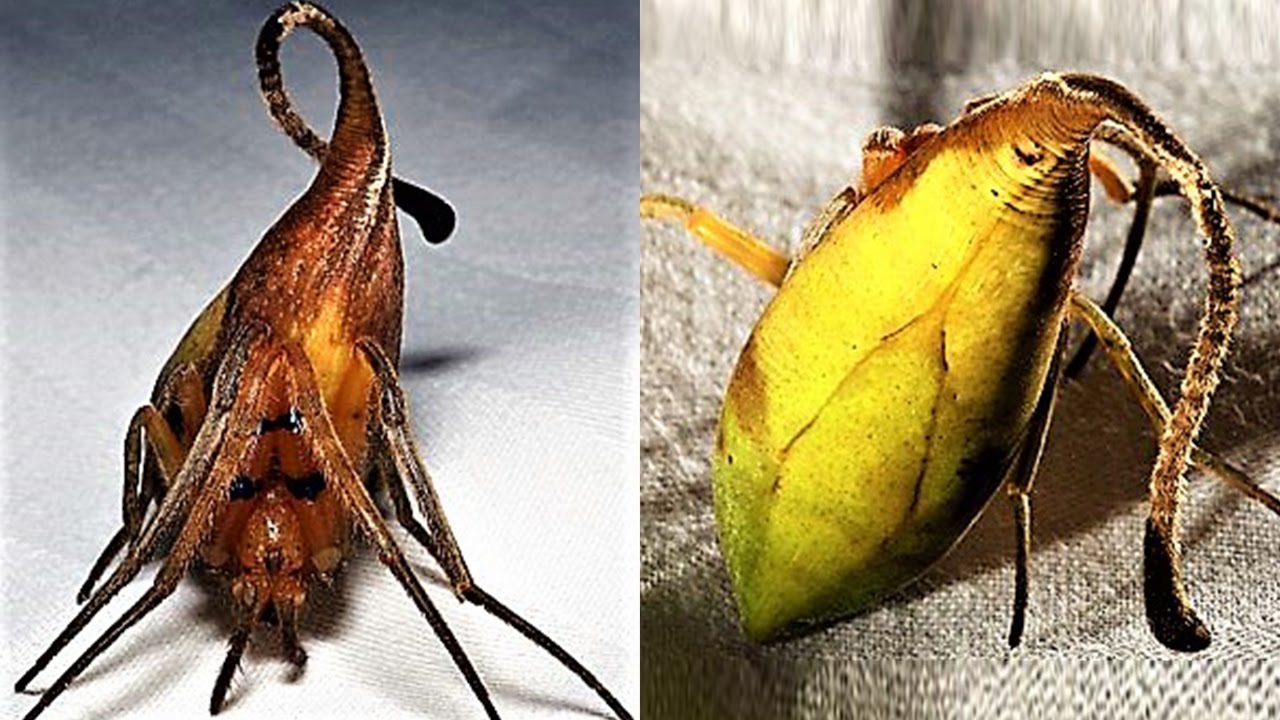 9 NEW Weird Spider Species
