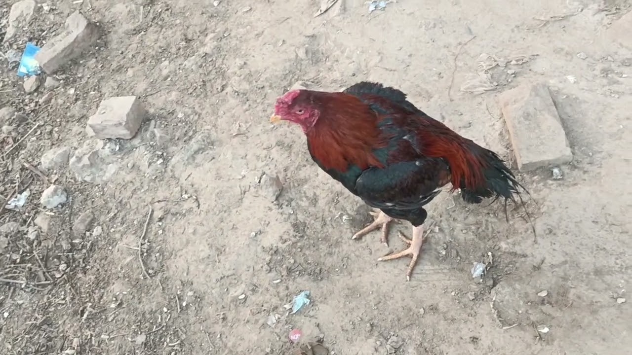 Mashallah bhai shoke dhake aro video achi lagy  too like and subscribe karna
