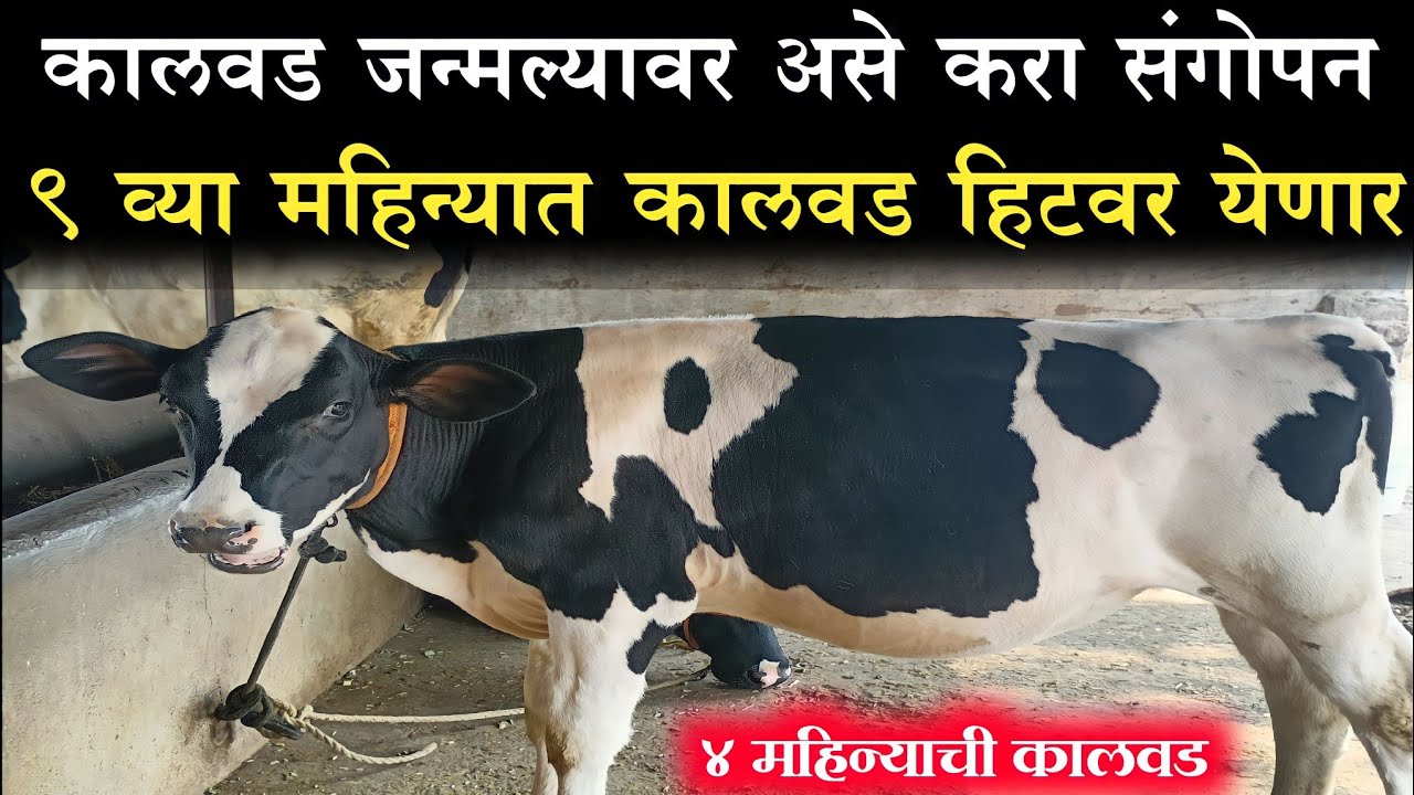 कालवड संगोपन कसे करावे || कालवड लवकर हिट वर कसे अणावे || kalvad sangopan || hf dairy farm