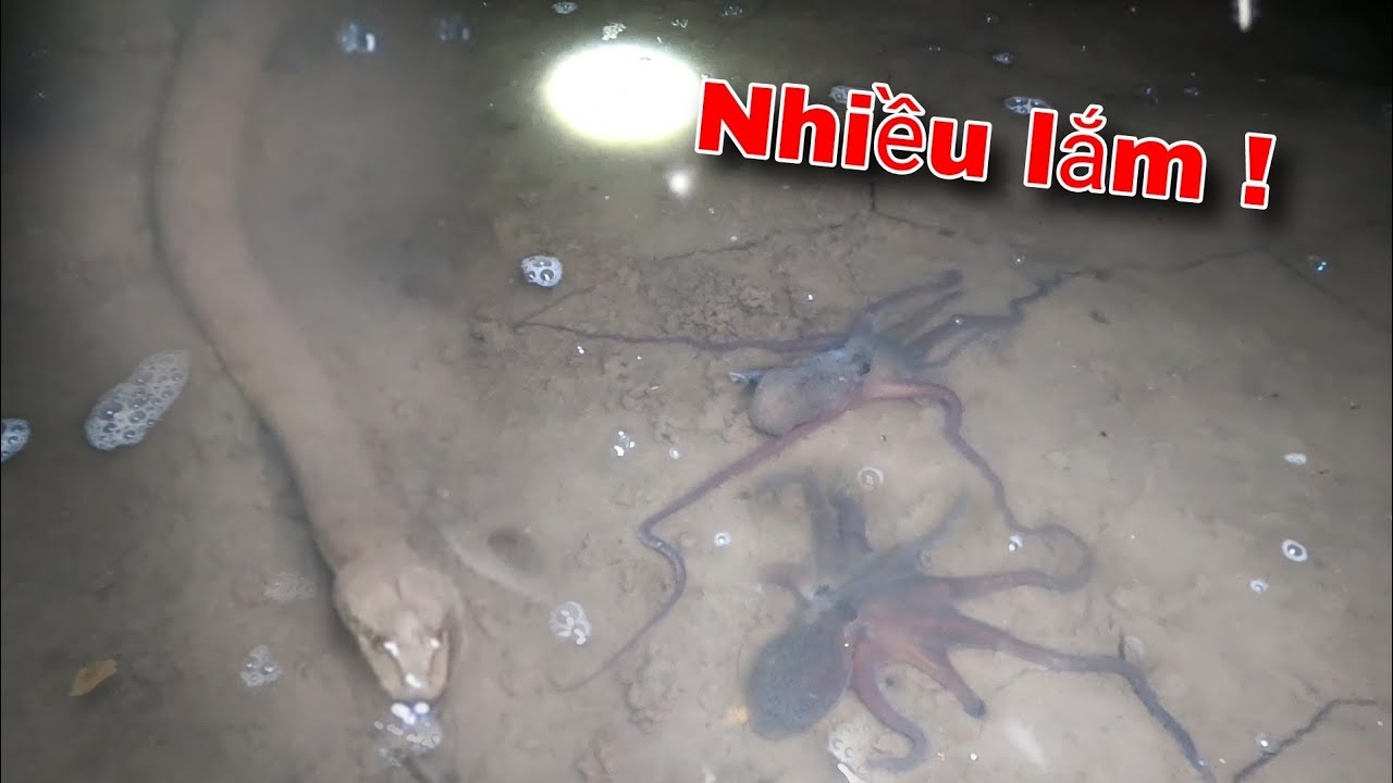 Soi Đêm bắt Rắn Cá Bạch Tuộc vừa có tiền vừa có đồ ăn | GĐCG #959