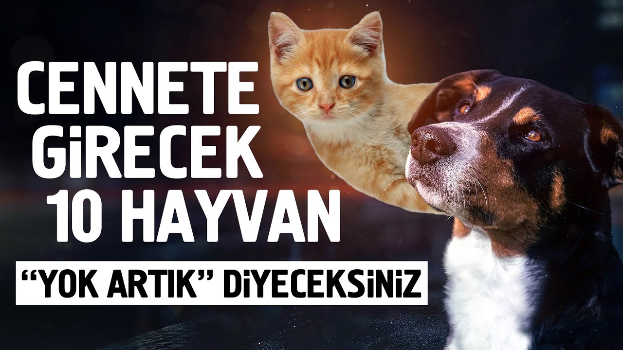 Cennete Girecek 10 Hayvan. Yok Artık Diyeceksiniz