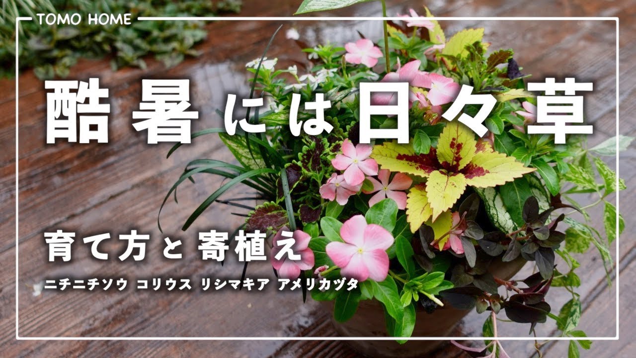 【育て方】暑さに強くてオススメ！ニチニチソウで夏の寄植え【管理のコツ】