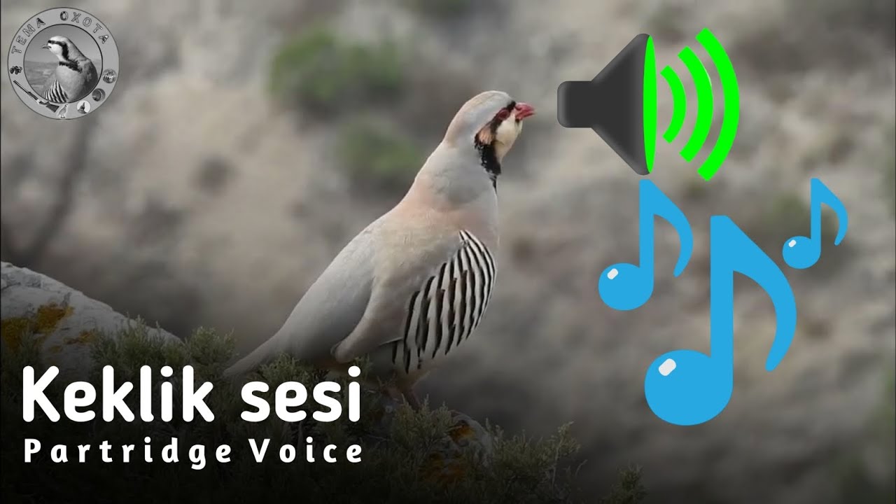Partridge voice | Partridge hunting   | Овози кабк | Куропатка Голос  |Охота Кеклик | Каклик
