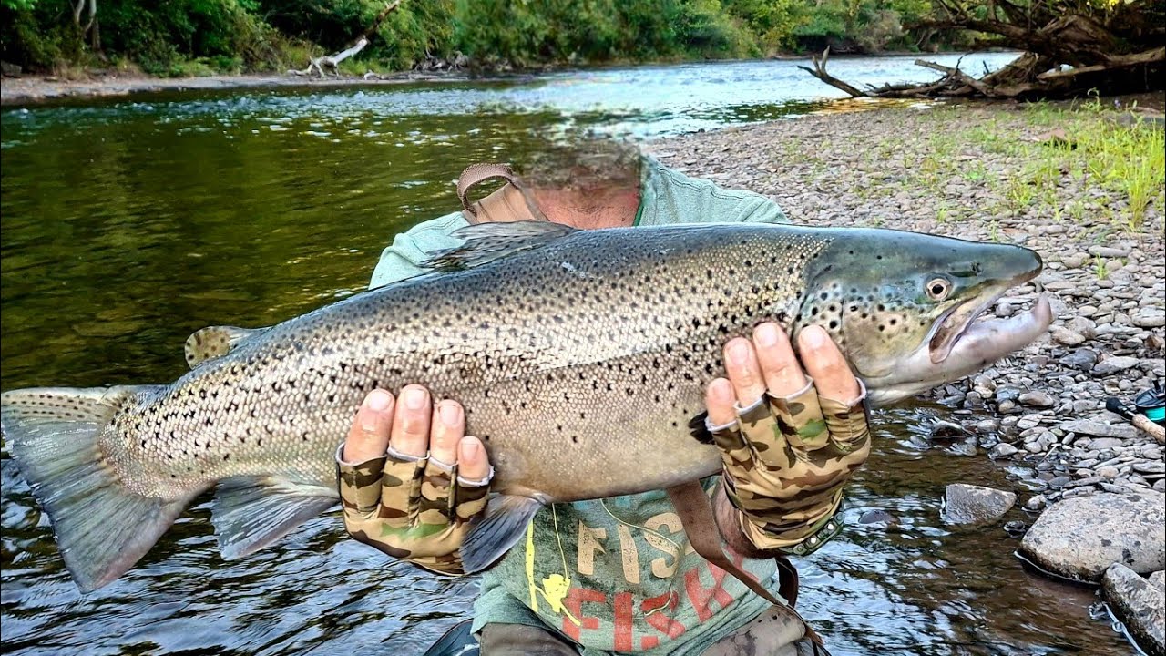 2025 - EARLY FISH - Salmon River, Pulaski NY