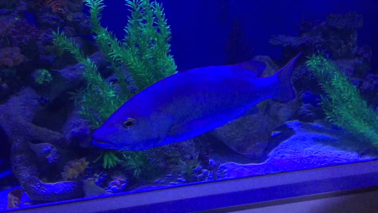 All about Brackish water fish
