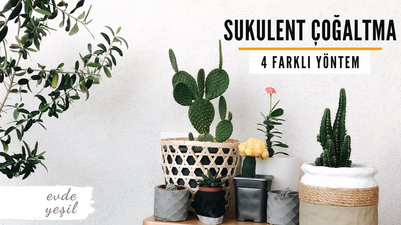 Sukulent Çoğaltma (4 Farklı Teknik) & Sukulent Çeşitleri / Balkon Bahçe
