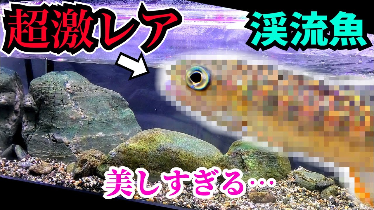 とんでもない希少な魚が自宅に届きました。コレはヤバい…【渓流水槽】