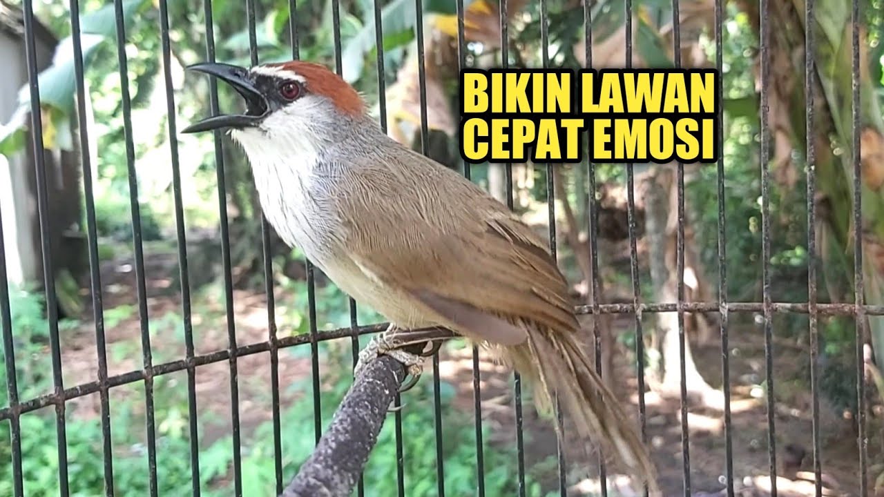 Kicauan burung kaso kaso gacor seperti di alam
