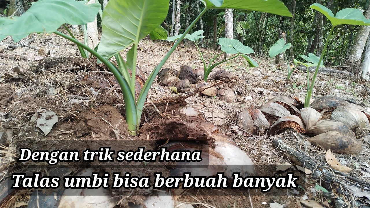 Trik mudah agar tanaman talas mbote berbuah lebat 