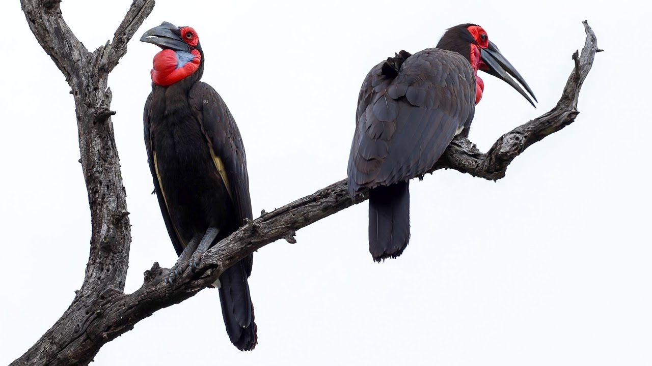 The Southern Ground Hornbill’s Call Is Unlike Anything You’ve Heard