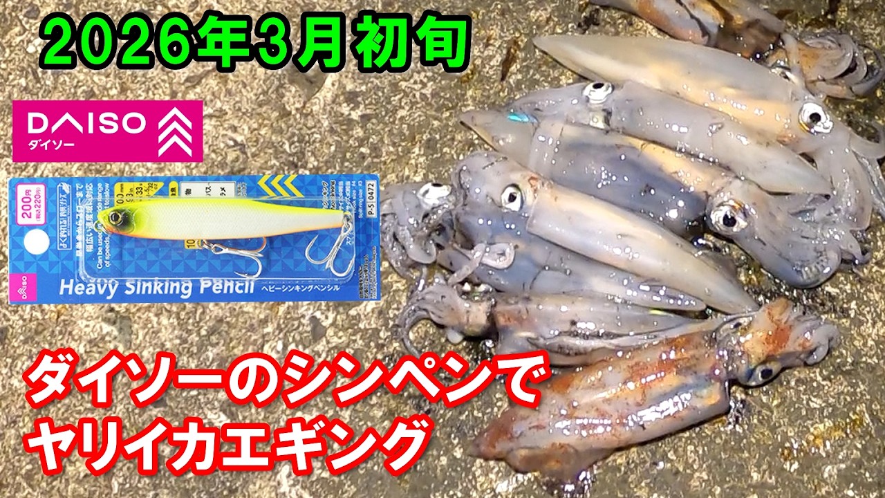 ダイソーのシンペンでヤリイカを狙う！富山県ヤリイカエギング！ヤリイカエギング、ヤリイカ、ケンサキイカ、富山、釣り