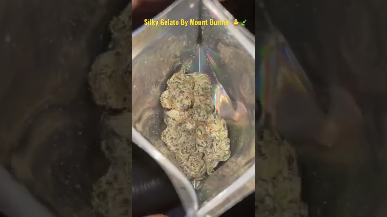 Silky Gelato By Mount Burnin&rsquo; 🐥🍃