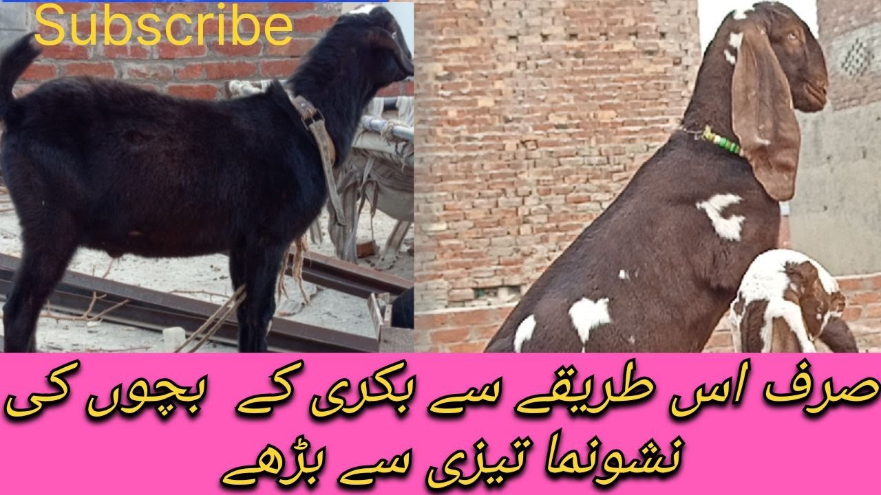 “بکری کے بچوں کو دھوپ میں باندھنے کے حیران کن فائدے”