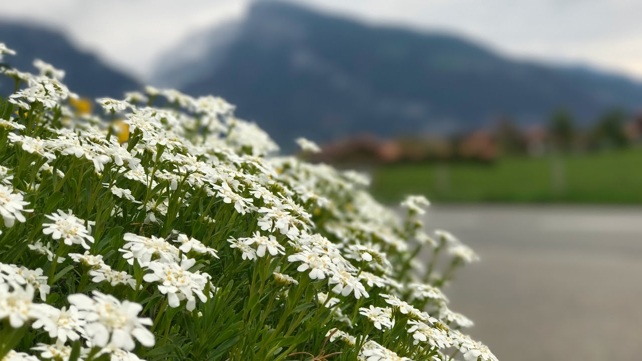 Alps - Hondrich -Switzerland 17-04-2017