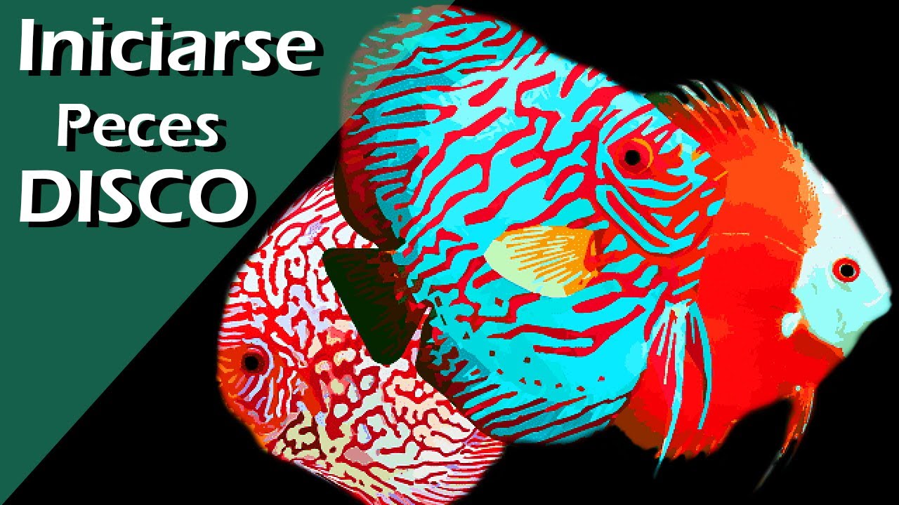142❇️🔹.- PECES DISCO para PRINCIPIANTES . Cómo EMPEZAR en ACUARIO COMUNITARIO (Guía Básica)