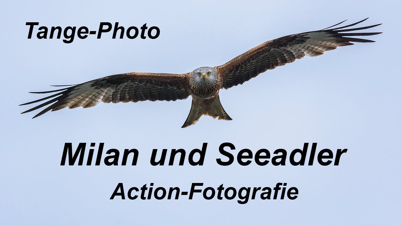 Milan und Seeadler